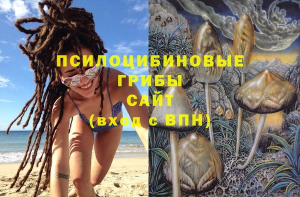 прущие грибы Новозыбков
