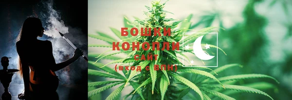 прущие грибы Новозыбков
