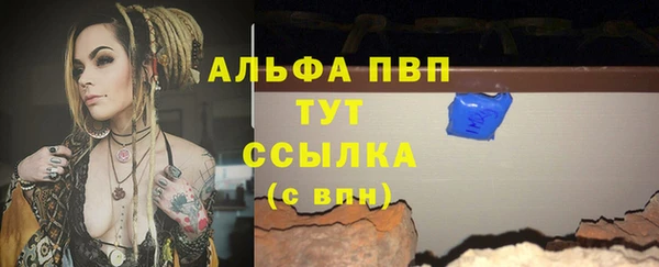 прущие грибы Новозыбков
