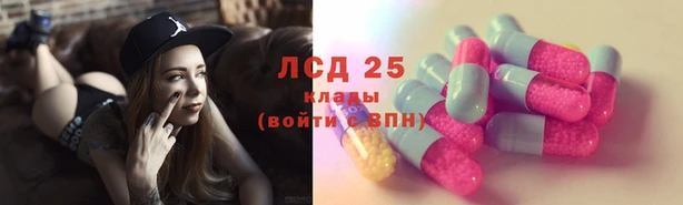 прущие грибы Новозыбков