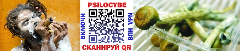 Псилоцибиновые грибы Psilocybe  как найти   Уварово 